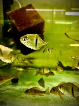 Uaru,Rico,Myleus,Flowerhorn,Datnoides