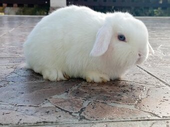 Volný Sameček - Anglický Zakrslý Beránek MiniLop🍑🧡🤍