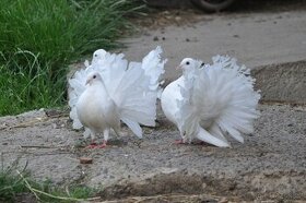 Anglický pávík bílý