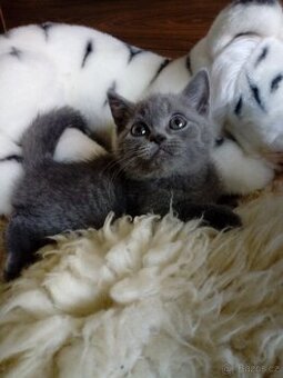 Britská modrá,kocourek -koťátko,ihned k odběru