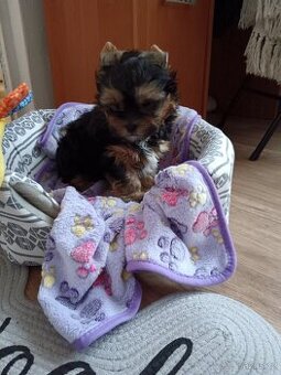 Jorkšírský teriér -štenátko