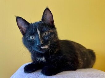 Mainská mývalí křížená - už jen kočičky