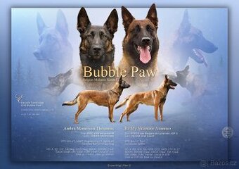 Belgický ovčák malinois