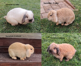 Zakrslí králíčci - králíček beránek