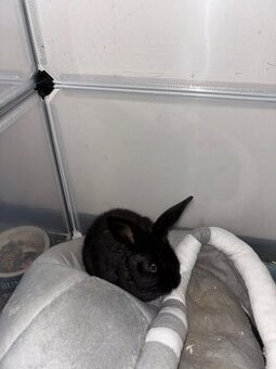 Zakrslí králíčci.