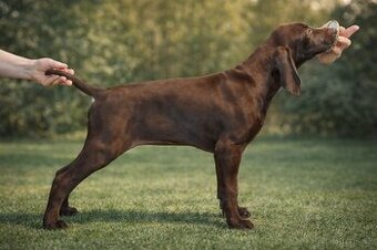 Německý krátkosrstý ohař