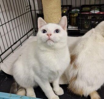 Krásné dvojice sourozenců hledají domov