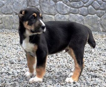 Středoasijský pastevecký pes-štěňata k rezervaci