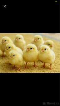 Koupím brojlerová kuřata