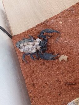Heterometrus petersii