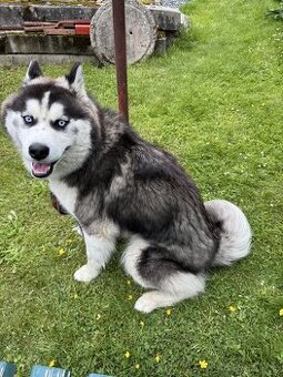 Husky 1 Rok