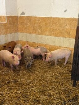 selata duroc
