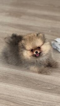 Pomeranian s PP FCI