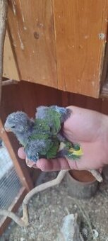 Kakariki