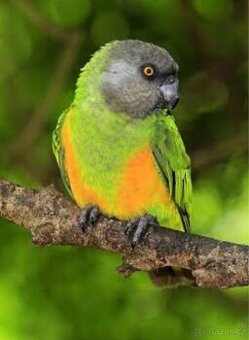Papoušek senegalský(Poicephalus senegalus)
