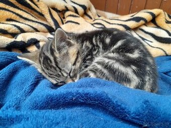 Koťátka k adopci – hledáme milující rodiny 🐾