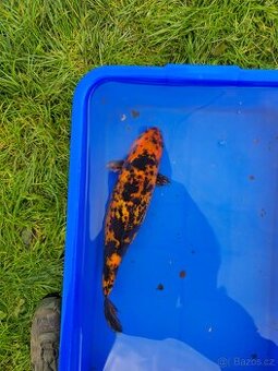 ❗️KOI KAPR 30-60CM VÝPRODEJ❗️