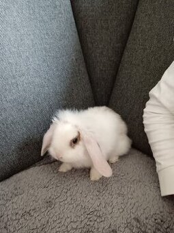 Zakrslý králík beránek bílý s hnědými znaky - holka