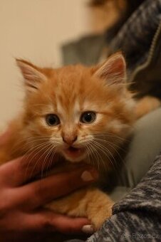 Prodám dlouhosrstou kočku