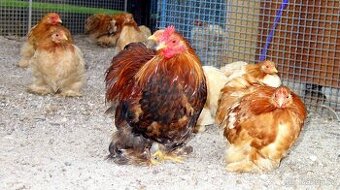 Kočinka modře a zlatě pšeničná -zdrobnělá