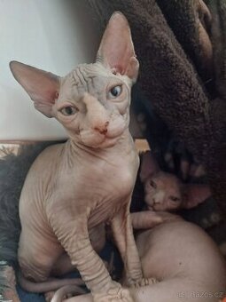 KANADSKÝ SPHYNX