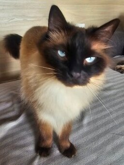 Kocourek Ragdoll ke krytí