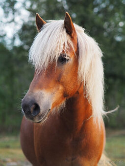 poník 125 cm KVH, 7 let, poloviční Hafling