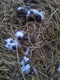 Prodám koňský hnůj