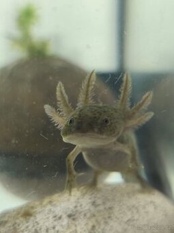 Axolotl