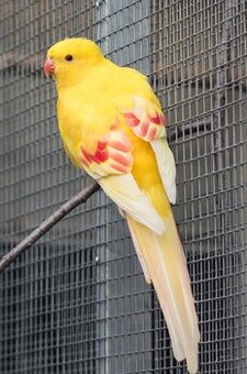 Papoušek horský lutino