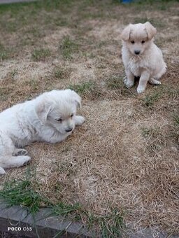 Zlatý retrívr/retriever