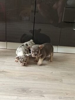 francouzský buldocek