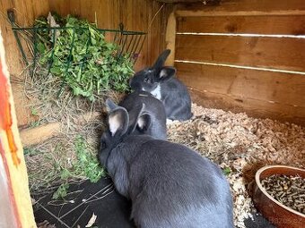 Prodám samice plemene Meklenburský strakáč modrý