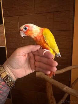 Pyrura zelenolicí Suncheek