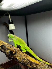 Leguán zelený , iguana iguana - 1