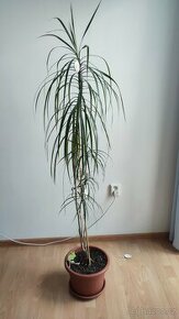 Krásná vzrostlá pokojová rostlina Draceana, výška cca 170 cm - 1