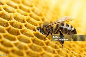 Včelí med - domácí