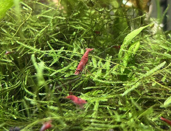 Krevetka Neocaridina  Red Sakura