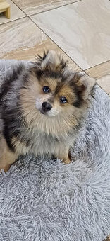 Pomeranian x německý špic střední