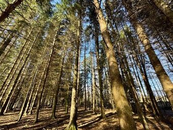 Lesní pozemek k.ú. Nový Rychnov 3.589m2