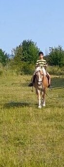 Predam Hafling valach