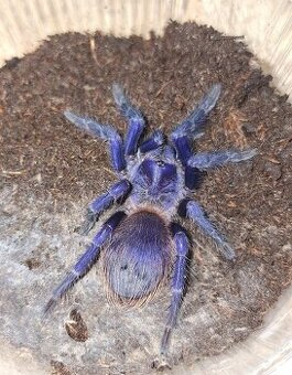 Sklípkan Pterinopelma sazimai