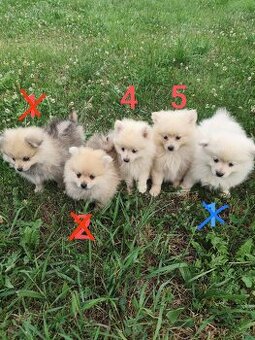 Špic pomeranian štěňátka