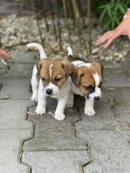 Jack Russell teriéra