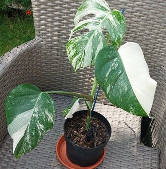 Monstera albo variegata