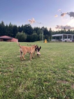 3 bratři Malinois s PP hledají své nové parťáky