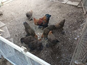 Daruji kohouta zdrobnělé brahmanky koroptví