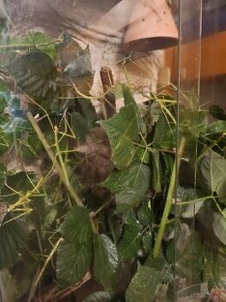 Strašilka (pakobylka rohatá)