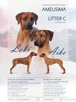 Rhodéský ridgeback - štěňata s PP