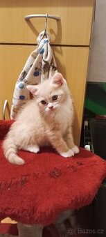 Britská koťata bez PP